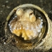 octopus_coconut_cup_kbrab_h_0155_sul2410.jpg